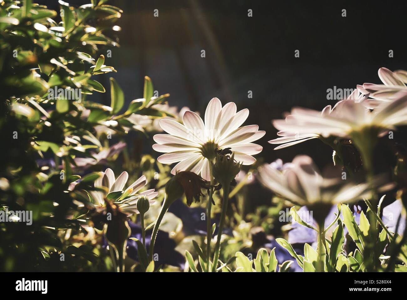 Flower in the sun Stock Photo Alamy