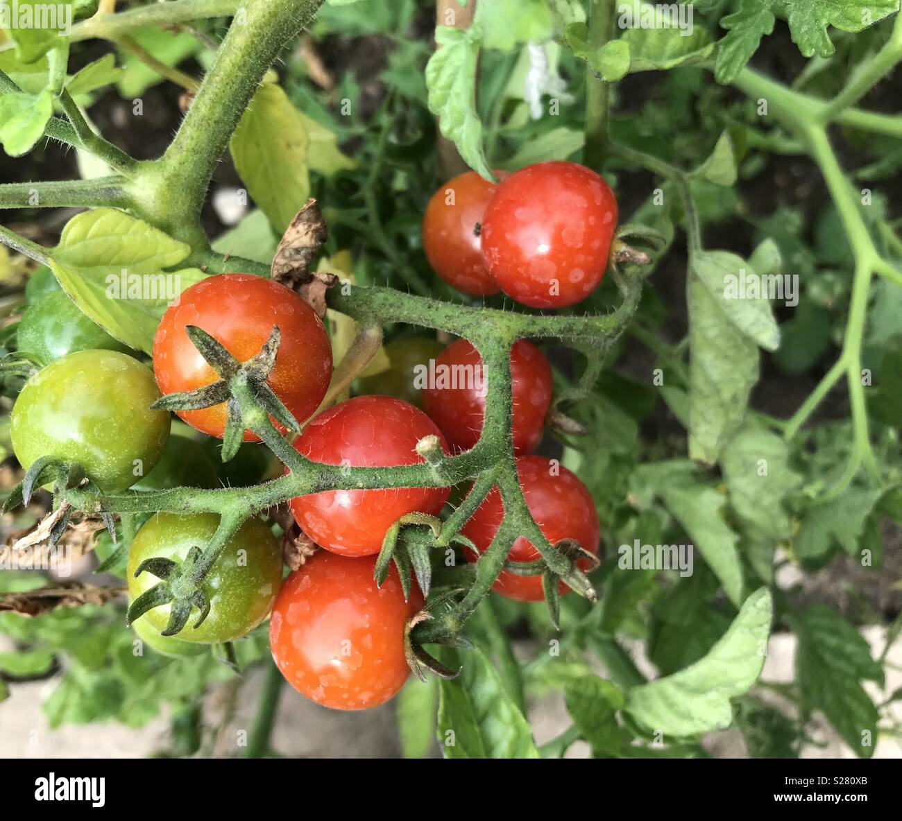 Homegrown cherry tomatoes in a Staffordshire vegetable garden Stock ...
