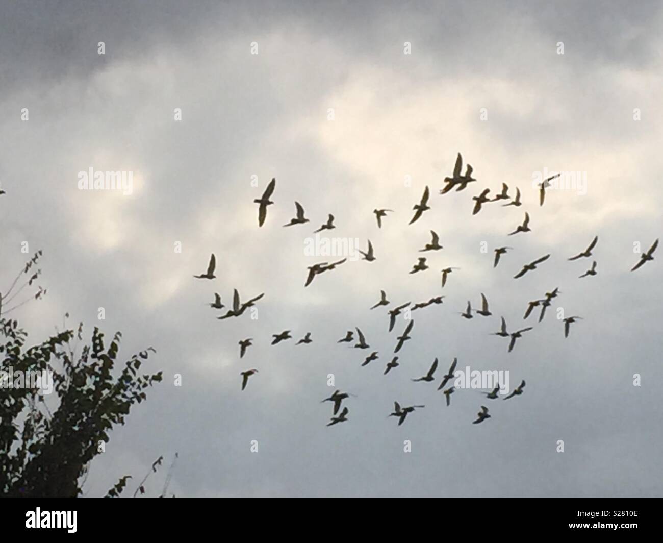 Birds flying sky hi-res stock photography and images - Alamy
