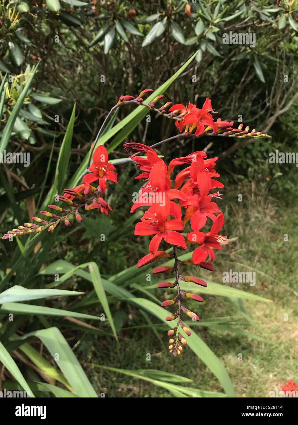 Crocosmia lucifer montbretia hi-res stock photography and images - Alamy