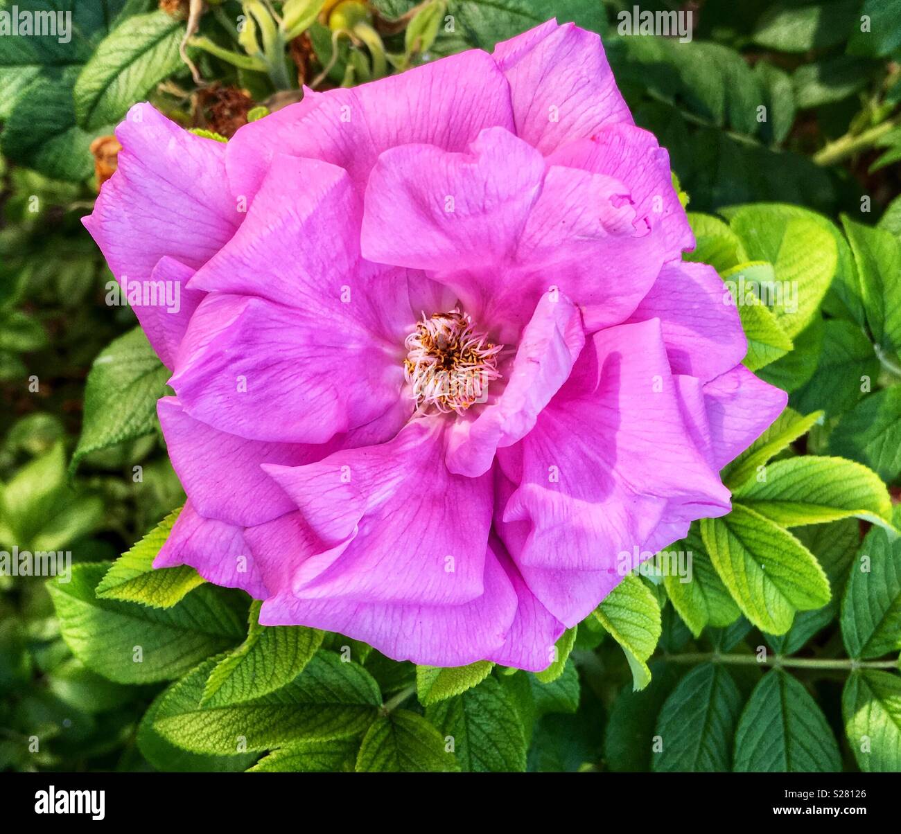 Pink flower against greenery - Smartphone Captured Stock Image