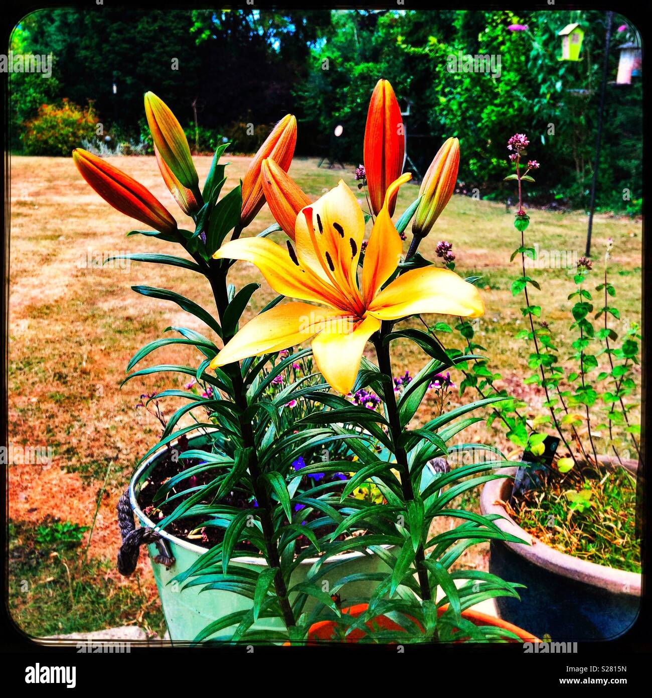 Lilies in pots hires stock photography and images Alamy