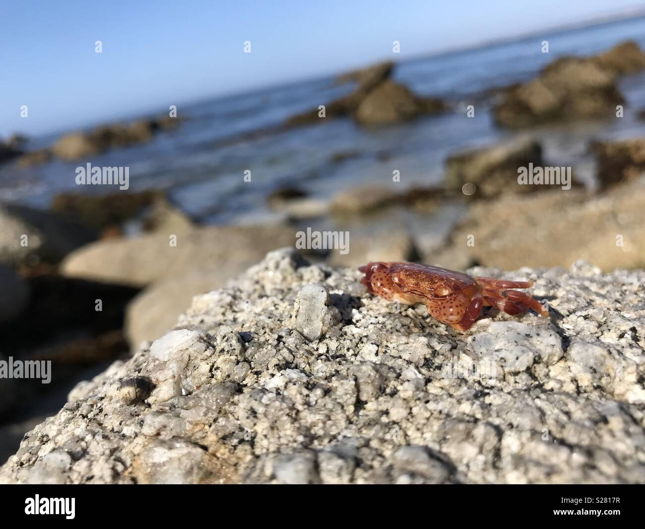 Adventures of a little crab Stock Photo