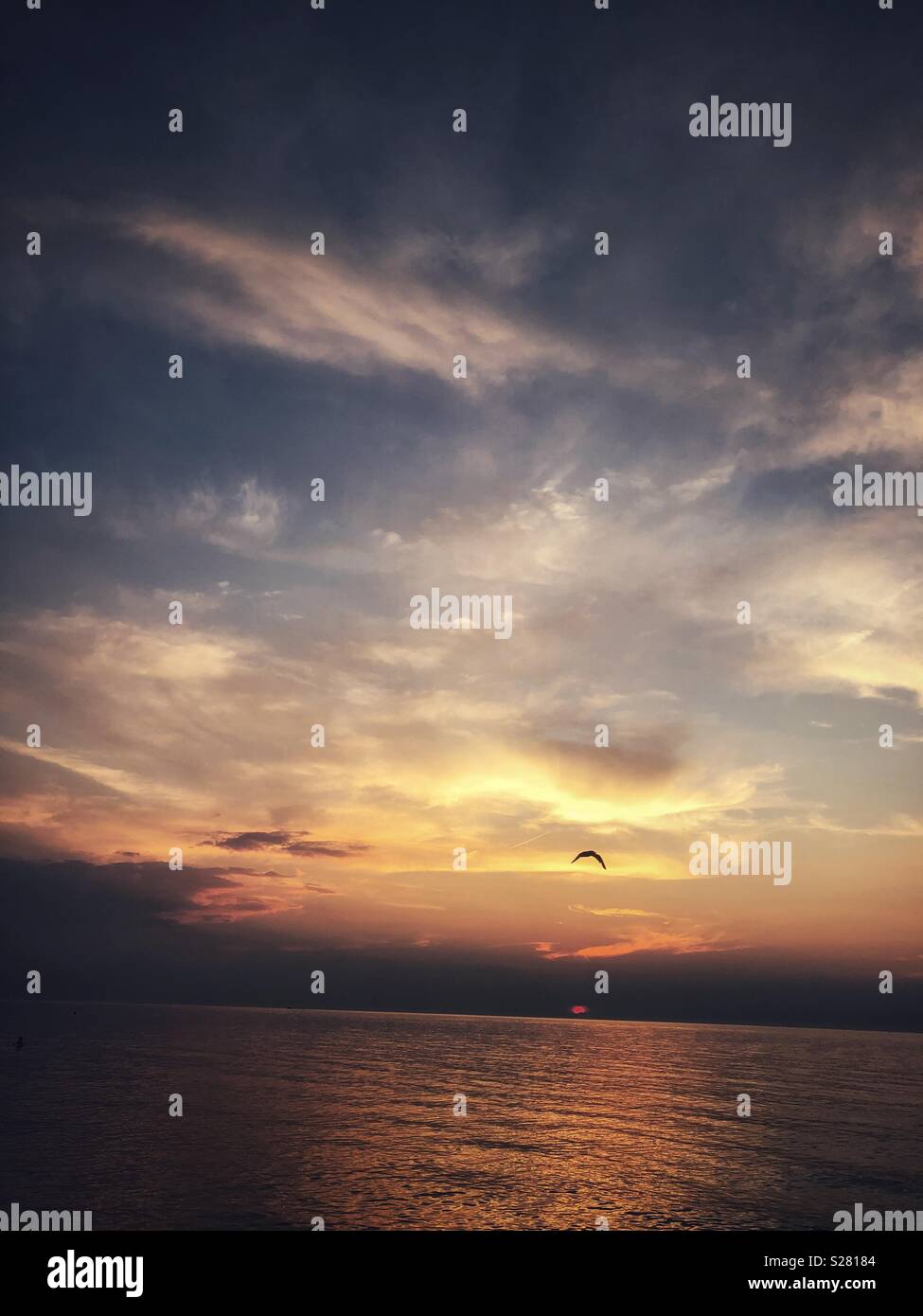 A bird flies into the sunset. - Smartphone Captured Stock Image