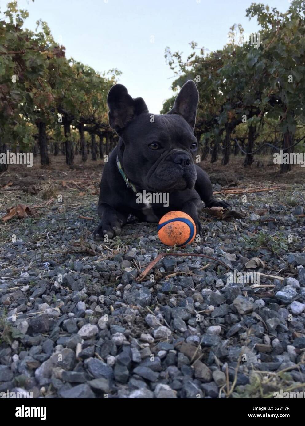 A dog and his ball Stock Photo