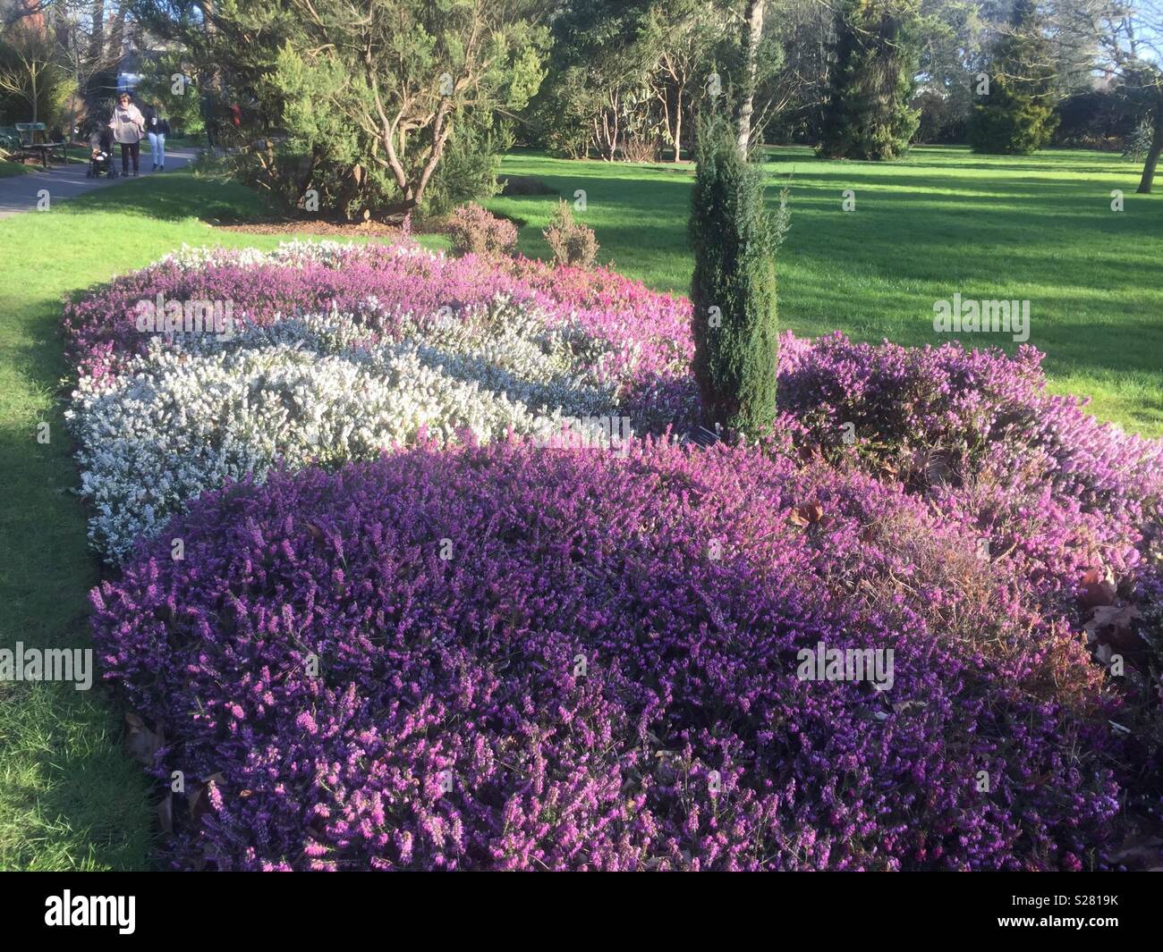 A heather flower bed in full bloom on a fine spring day. - Smartphone Captured Stock Image