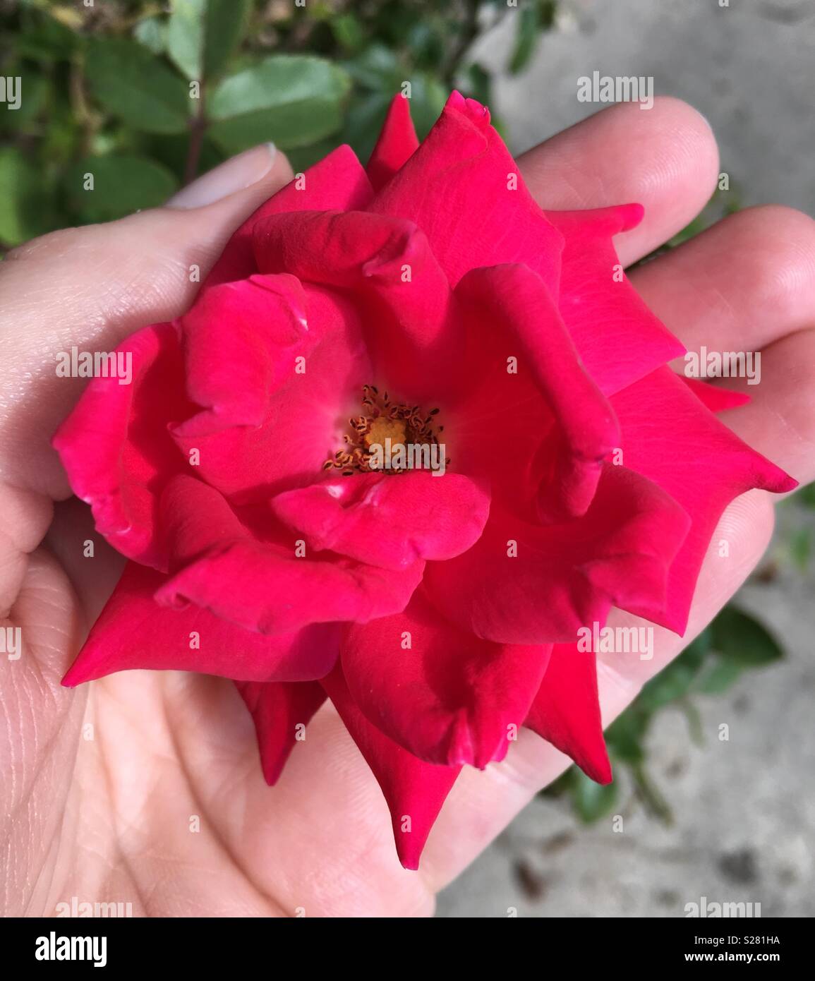 Red knockout rose in woman’s hand - Smartphone Captured Stock Image