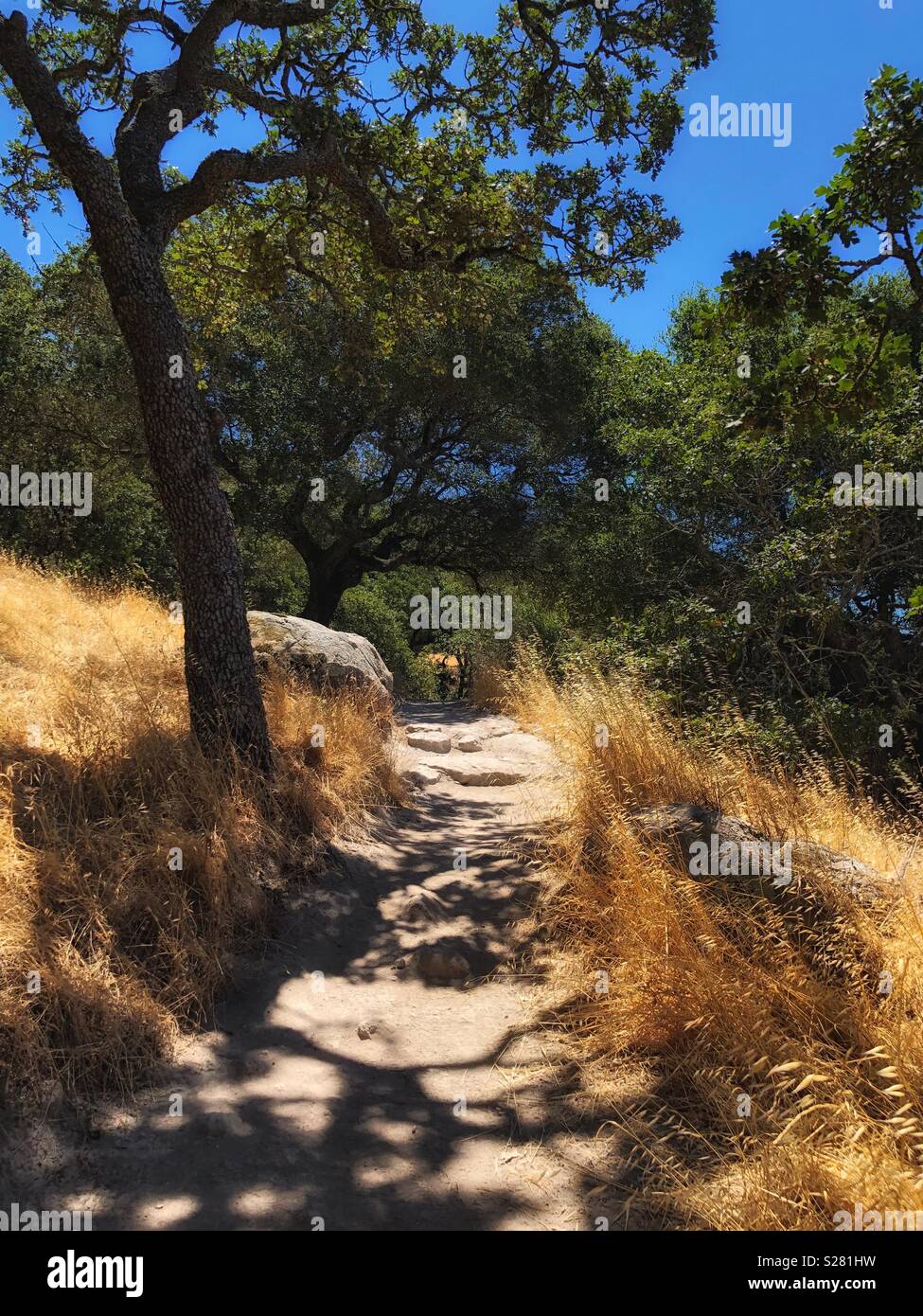 Meandering backcountry trail in Sonoma County, California - Smartphone Captured Stock Image