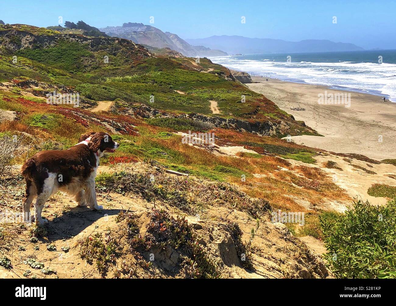 Caileigh, English Springer Spaniel, surveys her domain atop a sandy cliff high above a vast expanse of Northern California beach - Smartphone Captured Stock Image