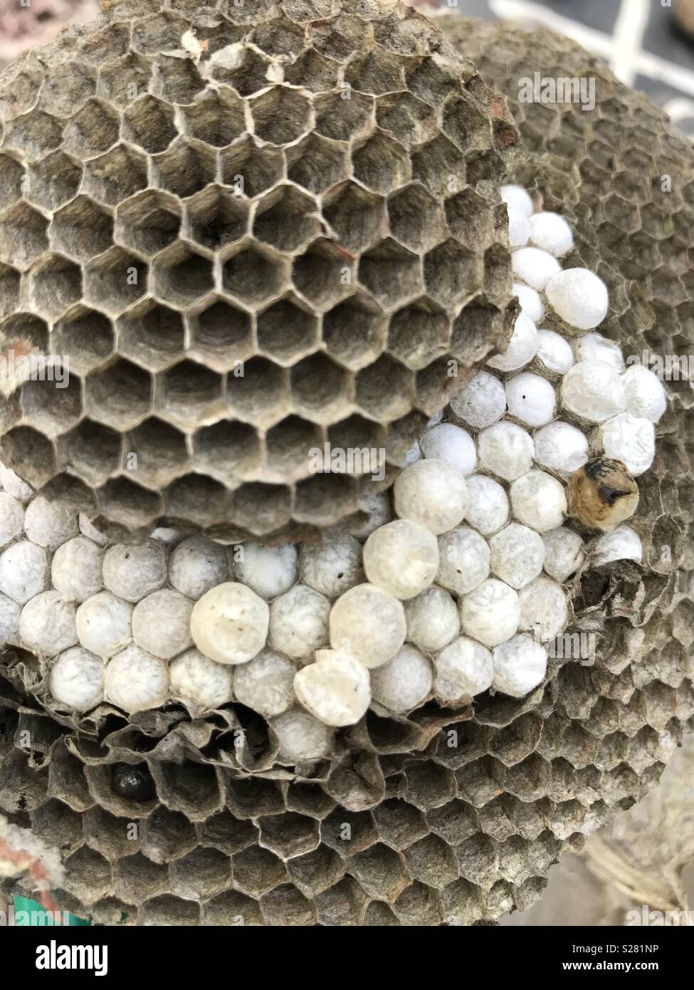 Wasps nest and honeycomb Stock Photo