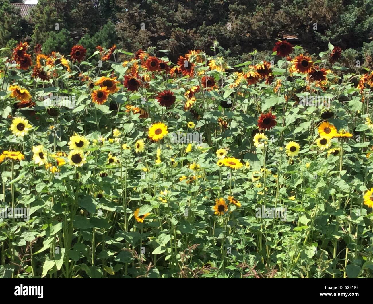 Red and yellow sunflowers hires stock photography and images Alamy