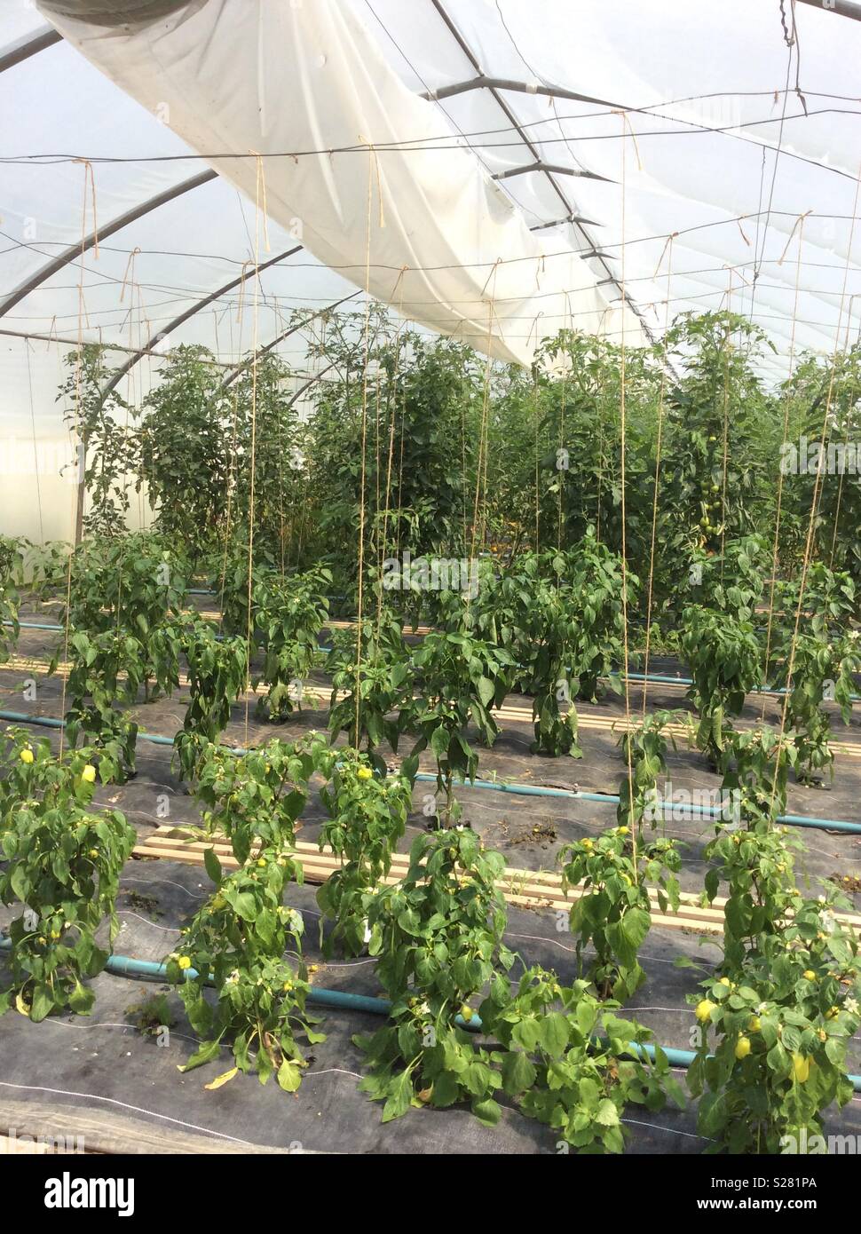 Tomato Plants In Greenhouse Hi-res Stock Photography And Images - Alamy