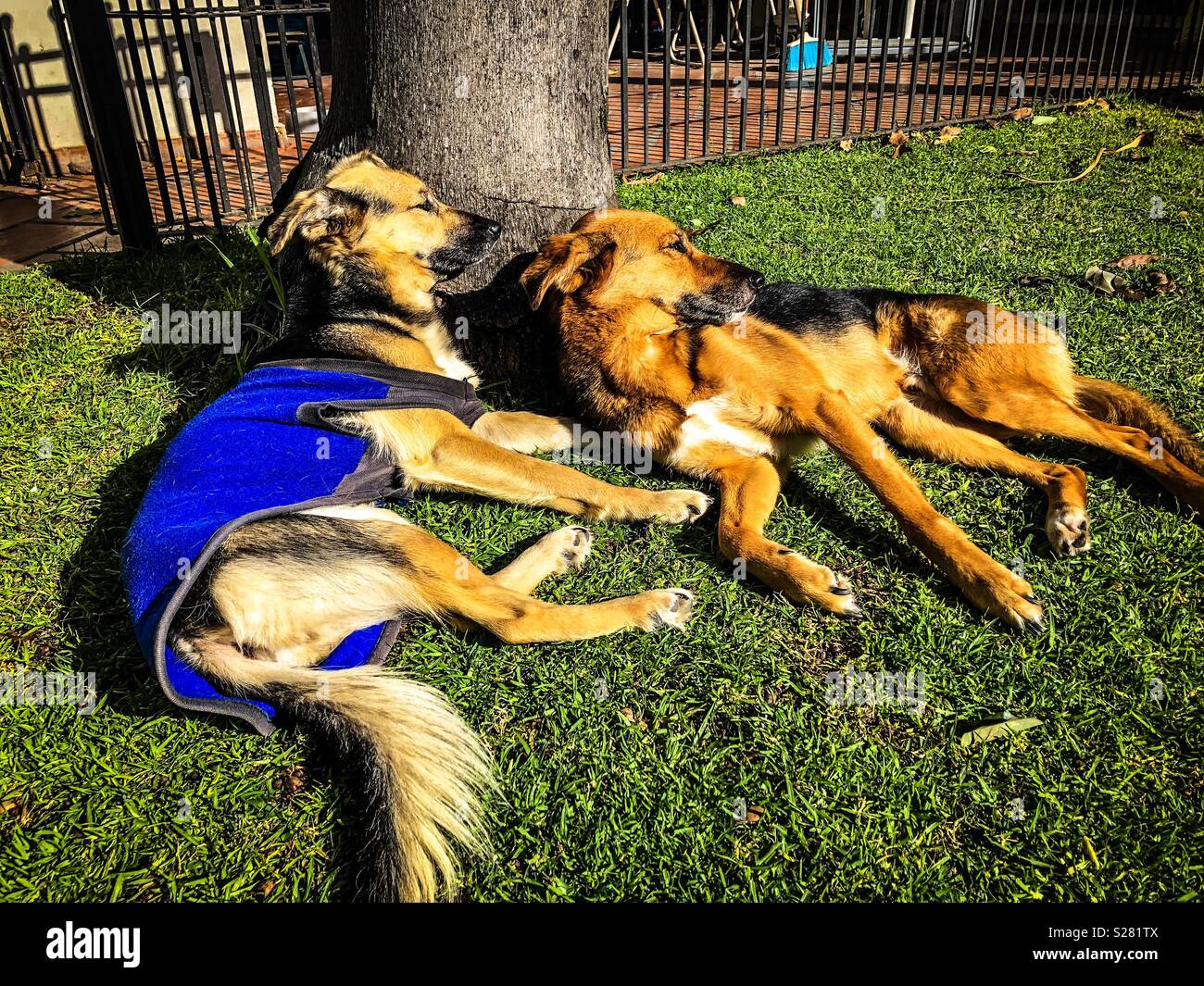 Two dogs lying on the grass - Smartphone Captured Stock Image