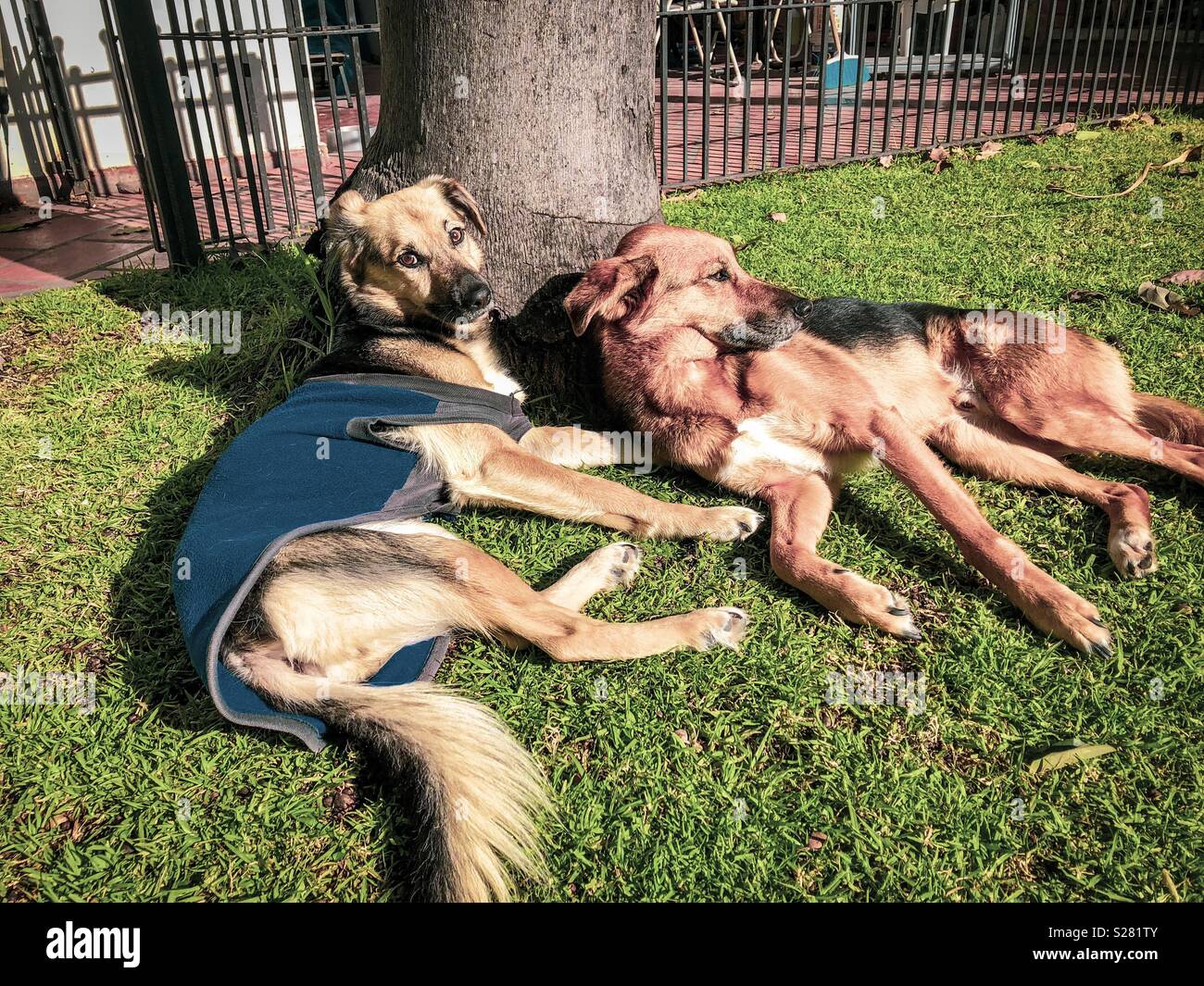 Two dogs lying on the grass - Smartphone Captured Stock Image