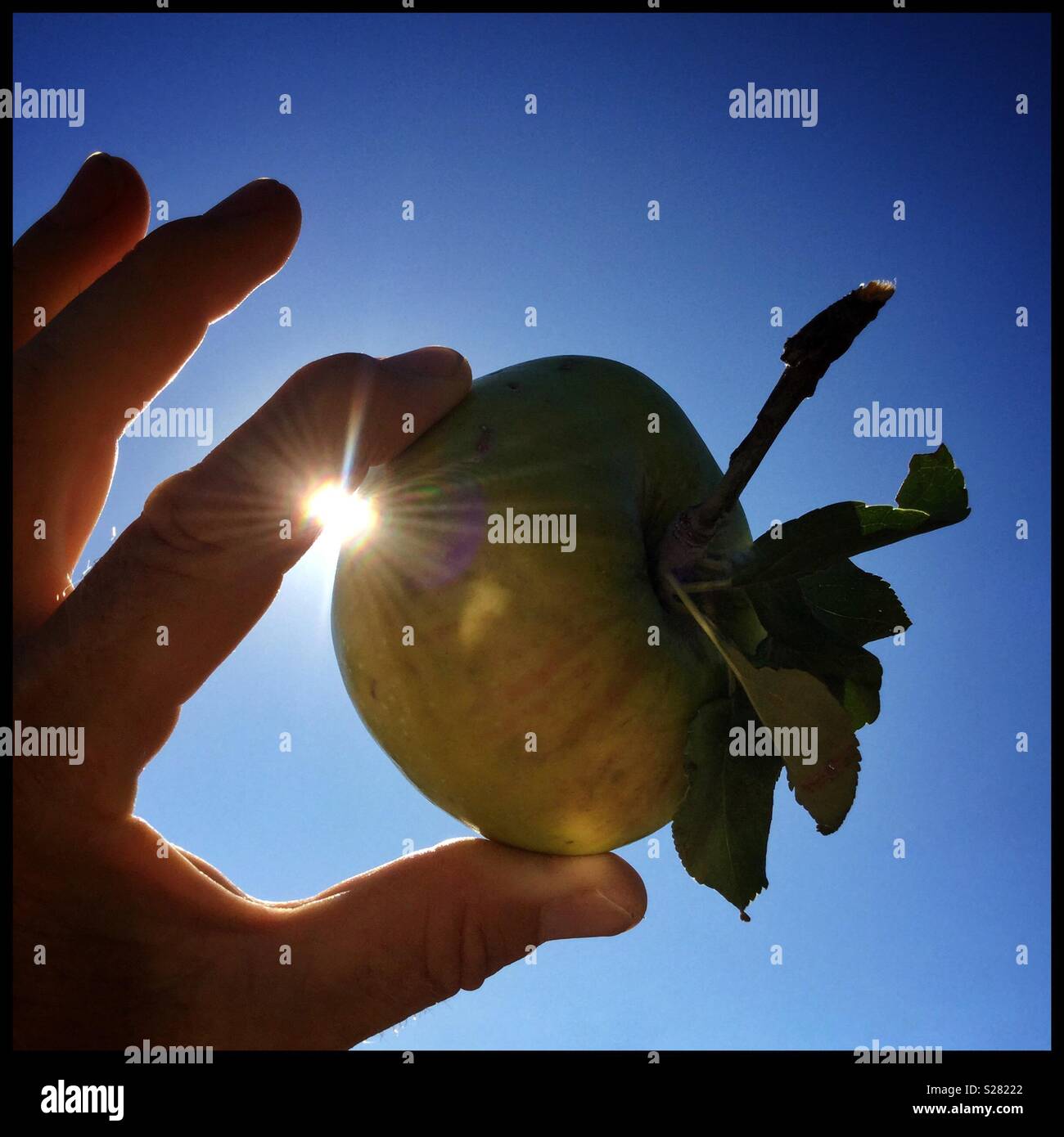 A Bramley’s Seedling apple straight from the tree. - Smartphone Captured Stock Image