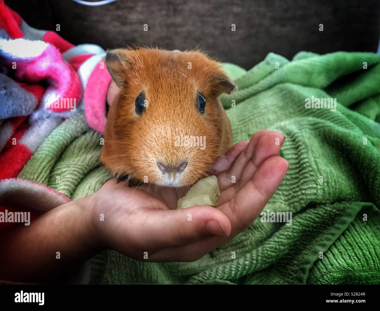 Child holding guinea pig hires stock photography and images Alamy