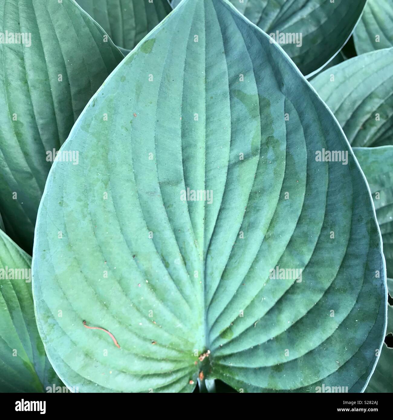Hosta aoki leaf Stock Photo