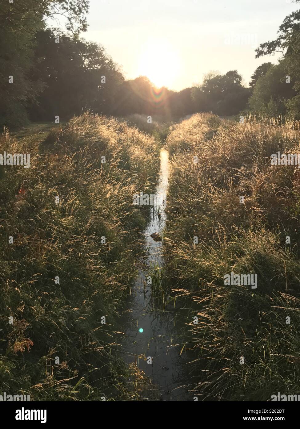 Stream running through overgrown grass at sunset Stock Photo