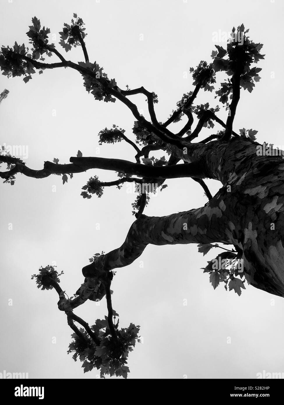 A Tree in Black & White Stock Photo