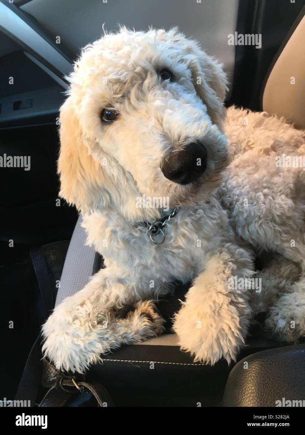 Poodle puppy riding in a car Stock Photo