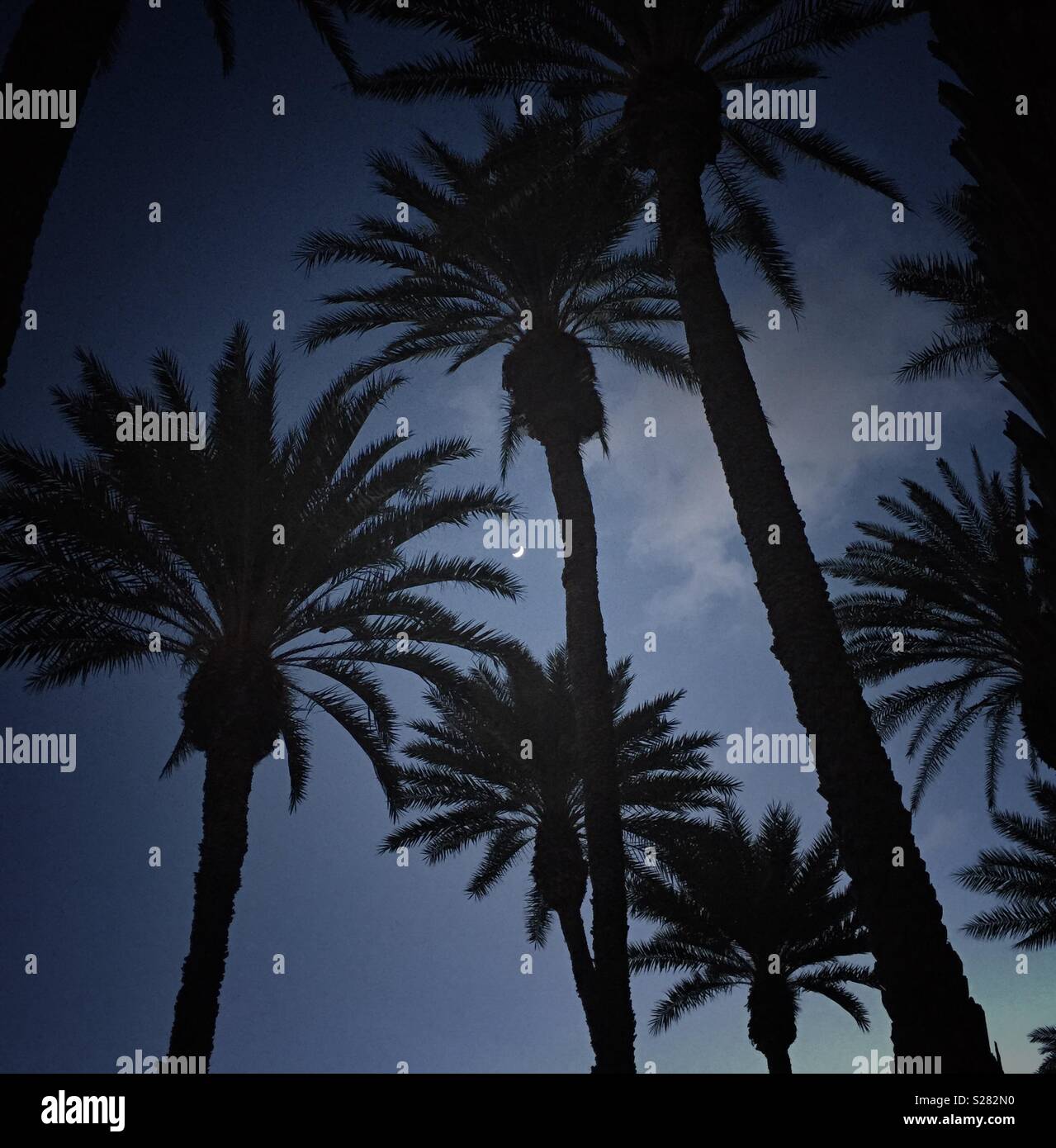 Crescent moon seen through a grove of Palm trees Stock Photo