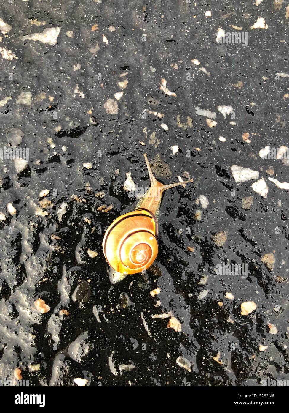 Snails everywhere, after the rain Stock Photo