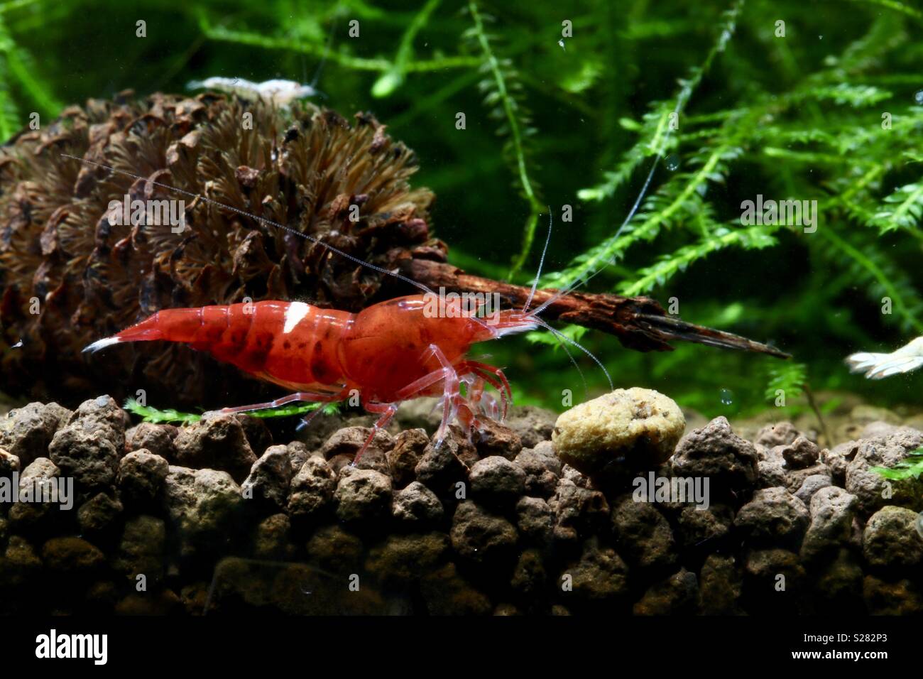 Ruby Red Taiwan Bee, aquarium pet Stock Photo - Alamy