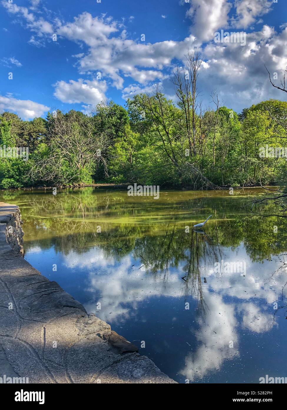 Water reflections on Grenadier Pond in High Park, Toronto. - Smartphone Captured Stock Image