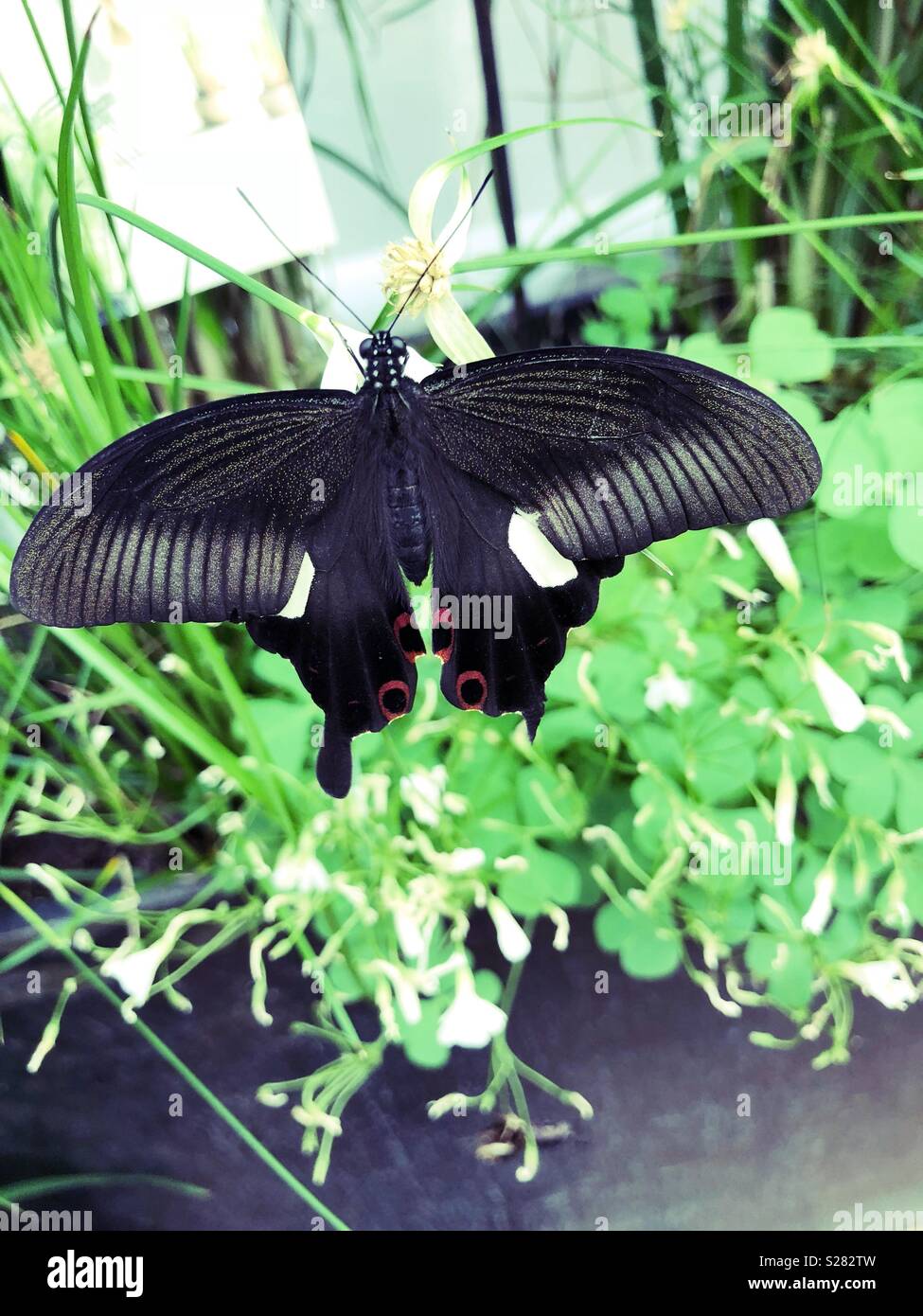 Beautiful butterfly Stock Photo