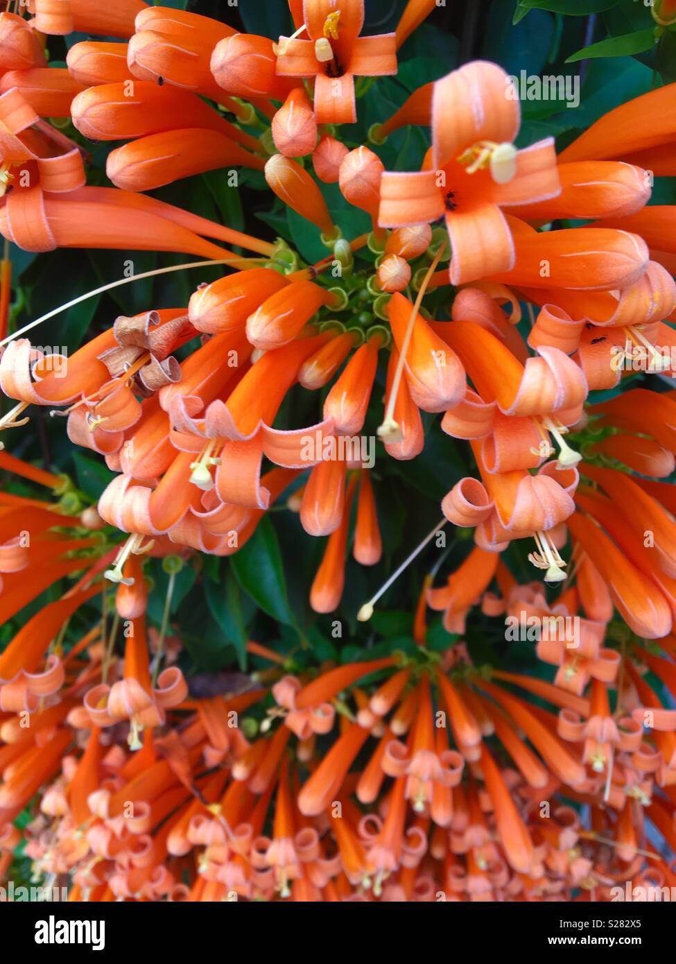 Climbing vines with orange flowers hires stock photography and images