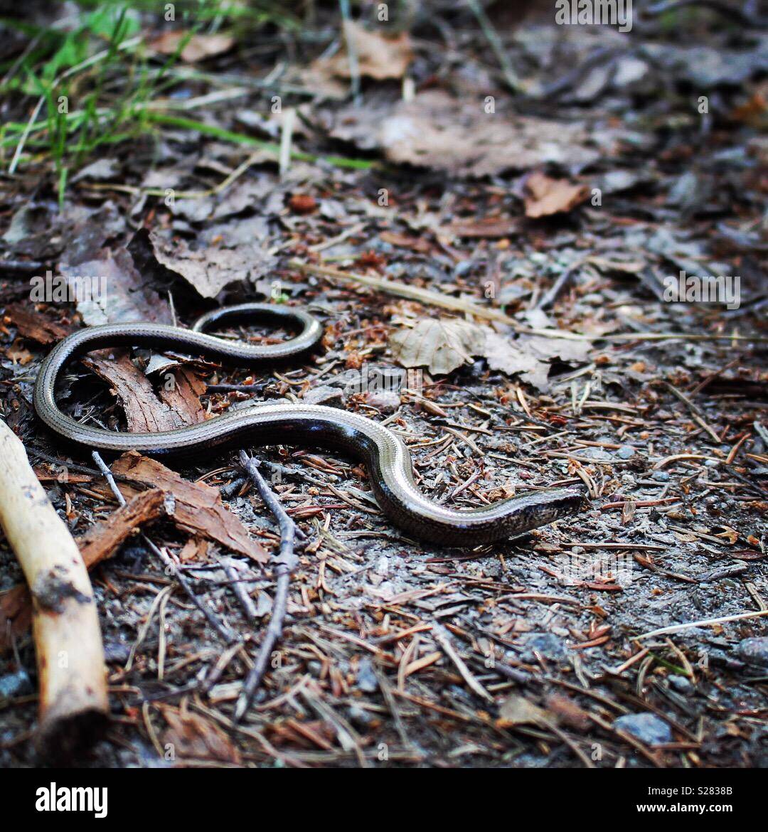Copper coloured snake slowworm Stock Photo Alamy