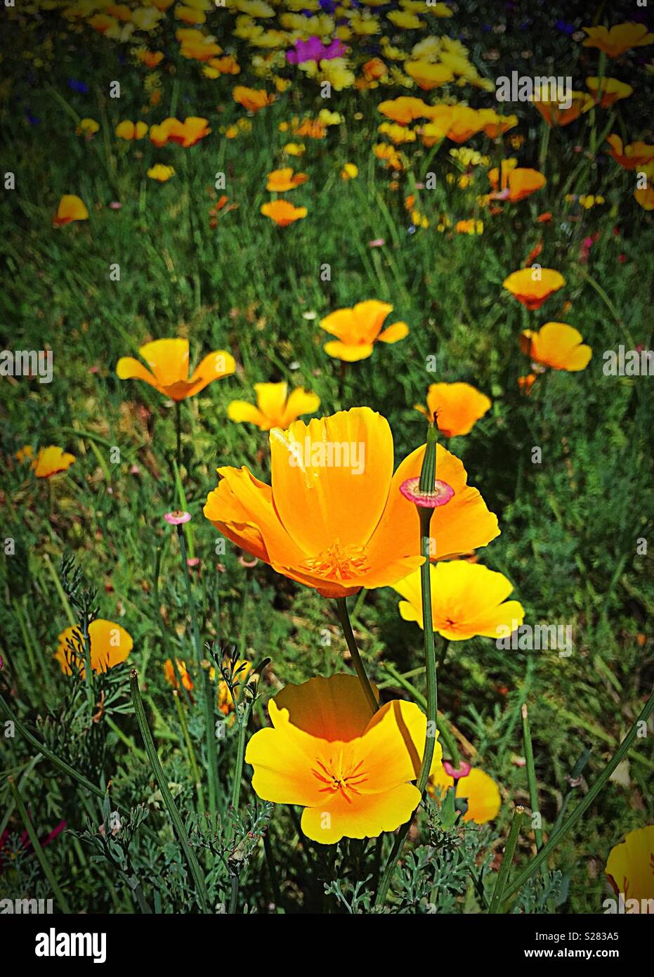 California poppies on a sunny summer day in Montana, USA - Smartphone Captured Stock Image