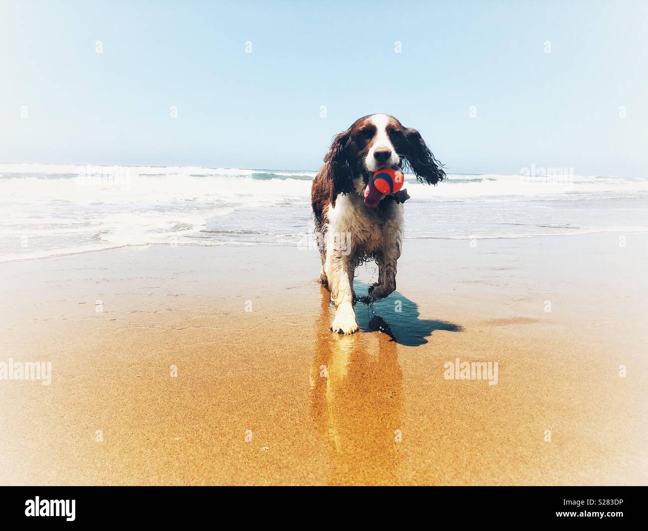 Beautiful English Springer Spaniel retrieves orange ball from the surf on a dreamy golden sand California beach in Summer - Smartphone Captured Stock Image