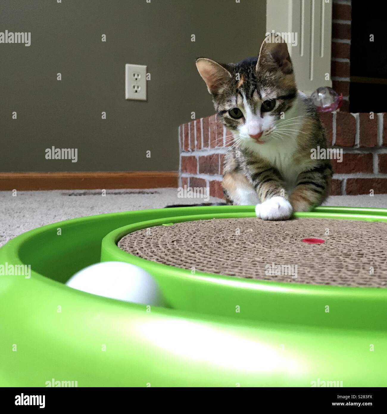 Three month old kitten playing - Smartphone Captured Stock Image