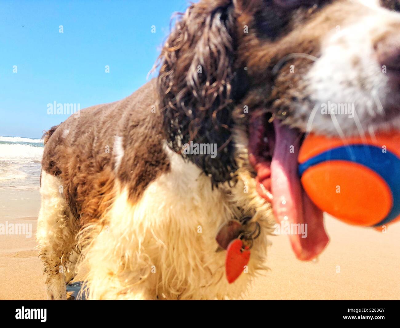 Close up of a wet happy English Springer Spaniel puppy dog with long tongue, retrieving orange and blue ball on a golden sand California beach under a sunny Summer blue sky - Smartphone Captured Stock Image