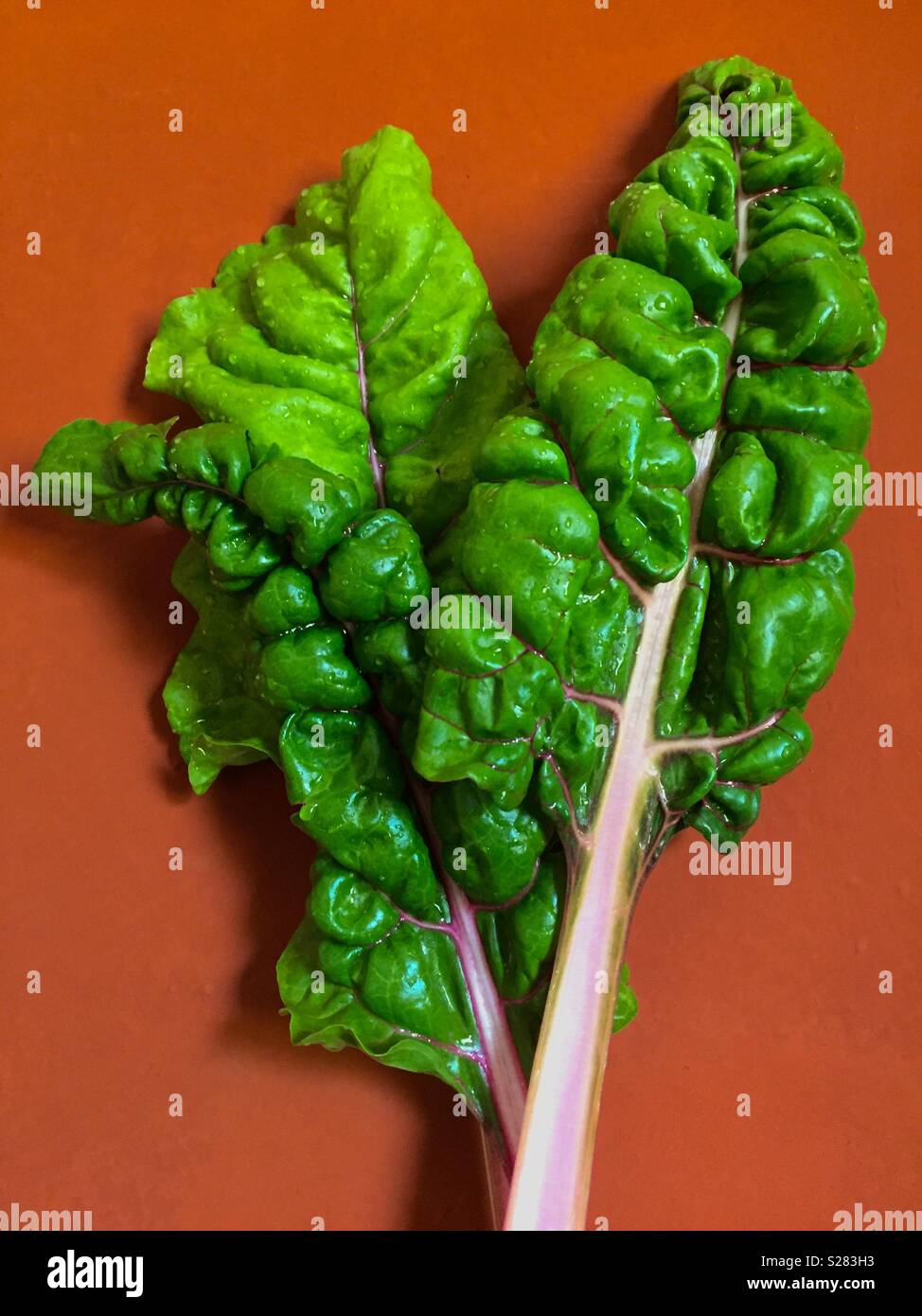 Stem Chard, Beta vulgaris - Smartphone Captured Stock Image