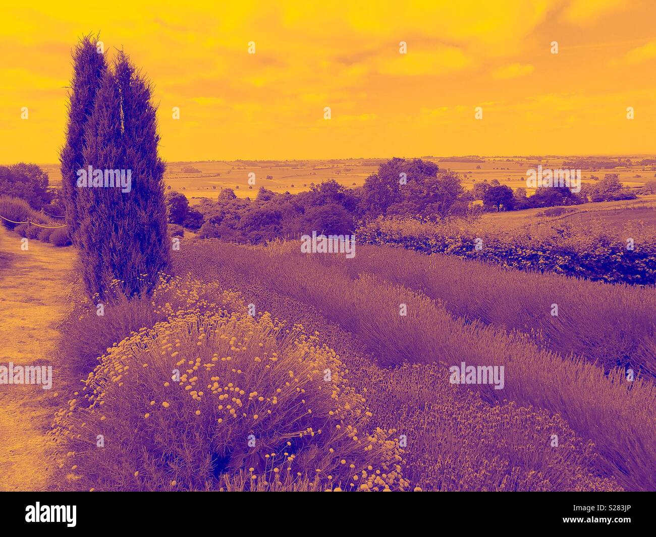 Lavender field in yellow and purple - Smartphone Captured Stock Image