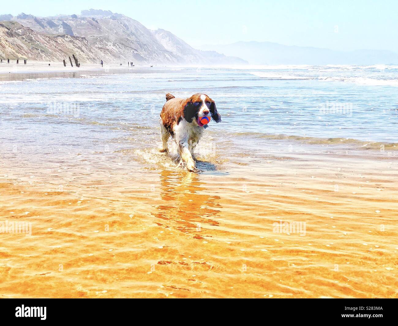 English Springer Spaniel proudly trots back her ball after fetching from the shore break on a golden sand beach under a sunny blue California sky in Summer - Smartphone Captured Stock Image
