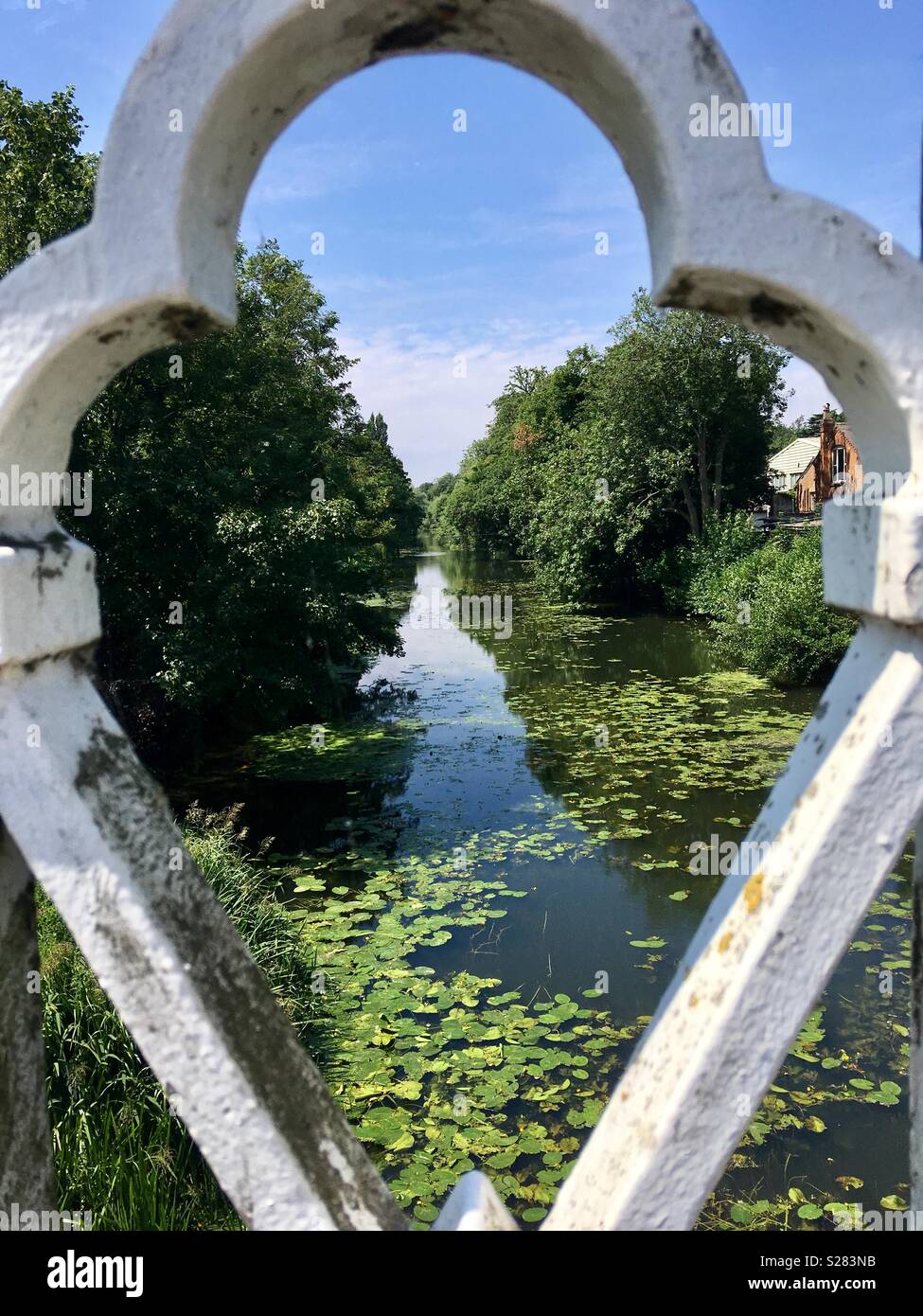 River Leam, with lilly pads and reeds, viewed from bridge. - Smartphone Captured Stock Image