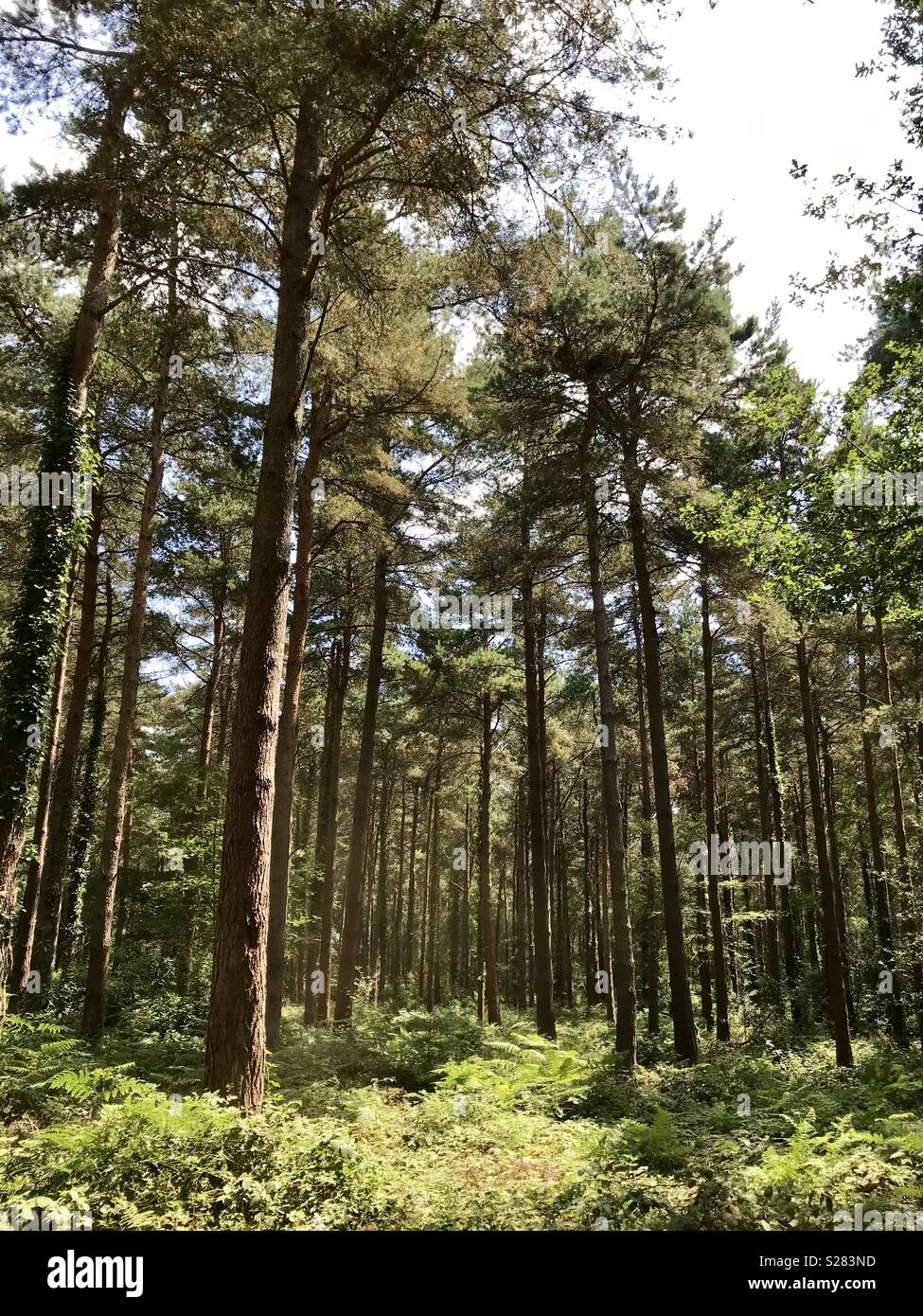 Pine woods - Smartphone Captured Stock Image