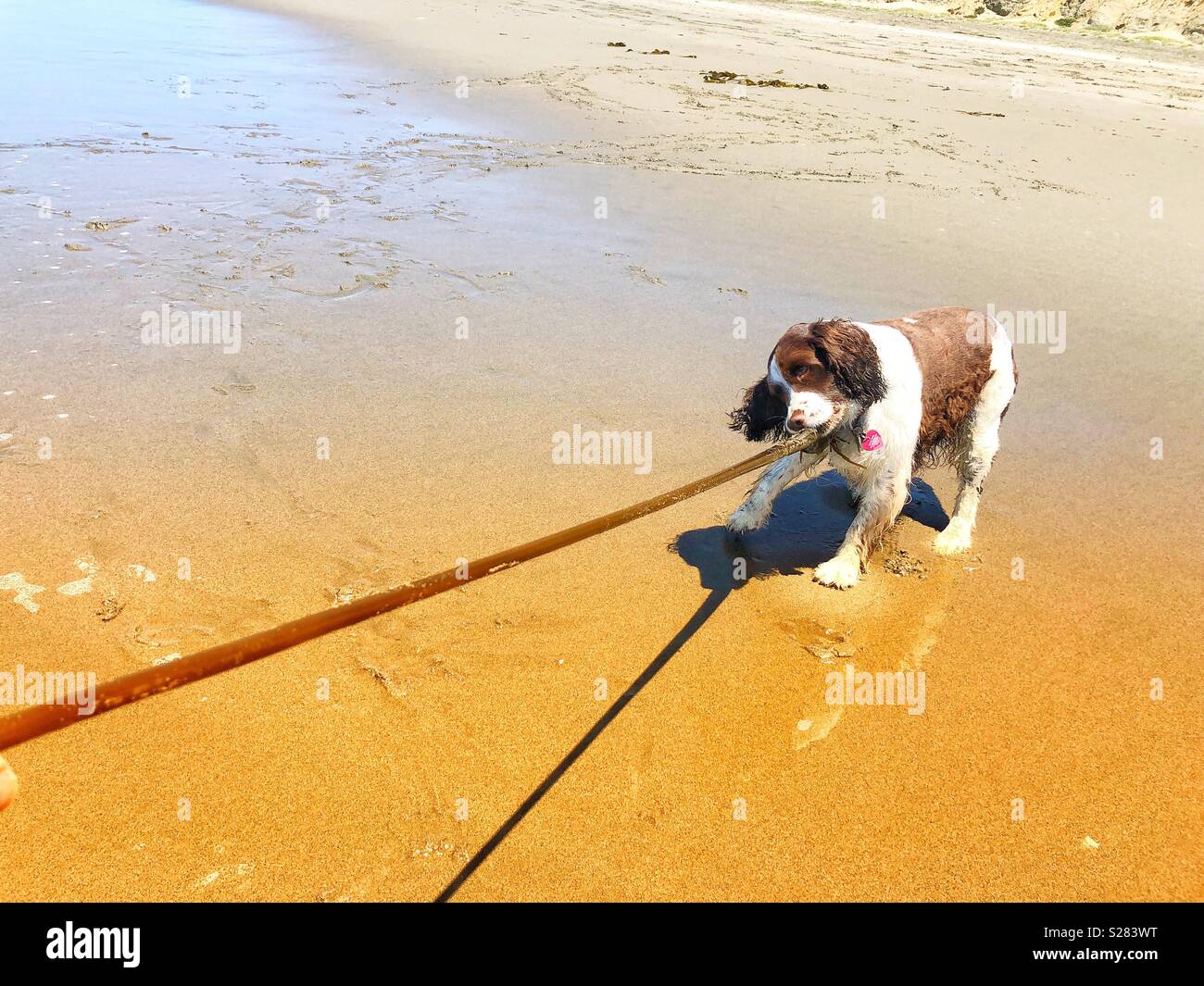 English Springer Spaniel puppy dog playing tug of war with a long vine of Pacific bull kelp at a golden sand beach in California under sunny skies - Smartphone Captured Stock Image