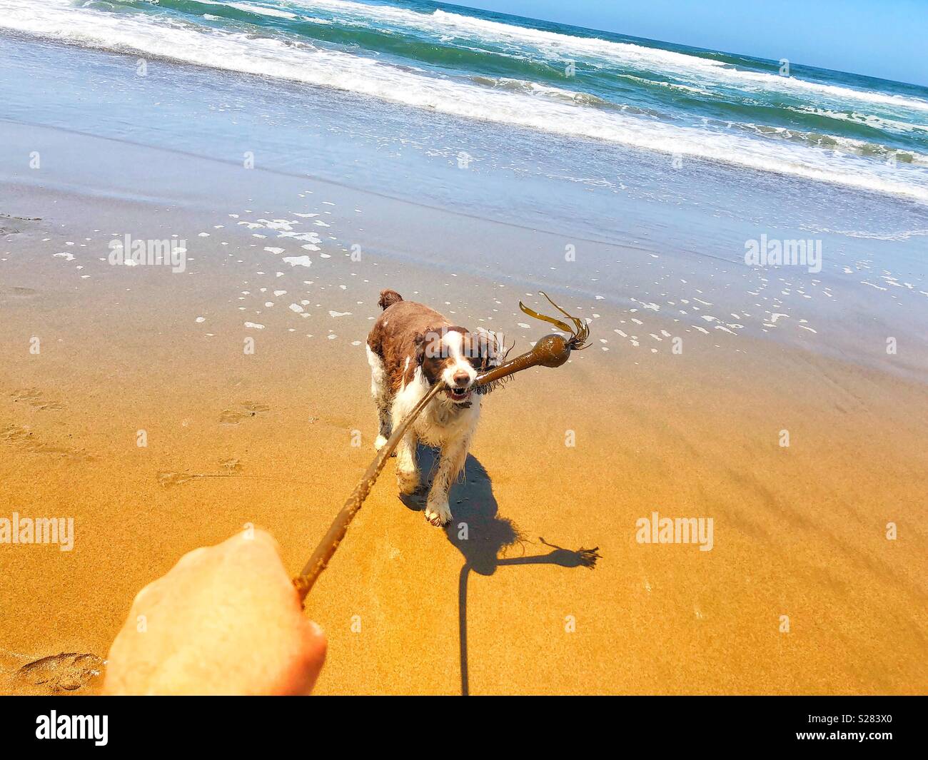 Floppy ears English Springer Spaniel puppy dog playing tug of war with a long vine of Pacific bull kelp at a golden sand beach in California under sunny skies - Smartphone Captured Stock Image