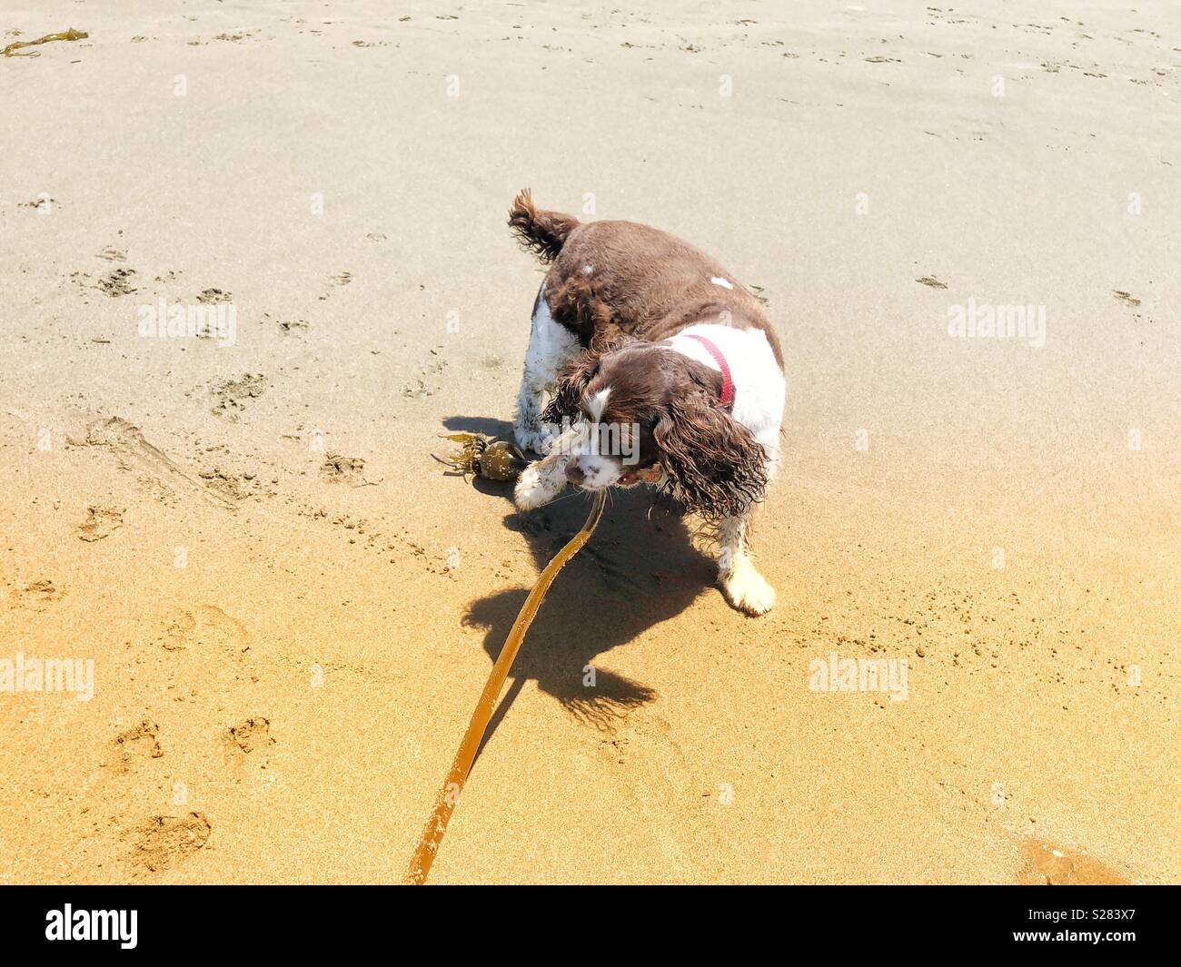 Floppy ears happy English Springer Spaniel puppy dog playing tug of war with a long vine of Pacific bull kelp at a golden sand beach in California under sunny skies Stock Photo