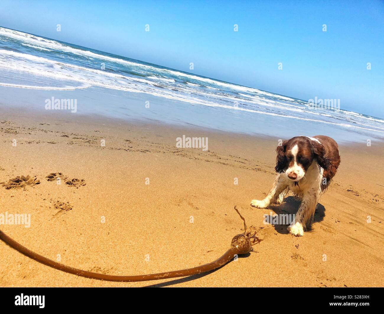 Floppy ears happy English Springer Spaniel puppy dog curiously enamored with a long vine of Pacific bull kelp seaweed at a golden sand beach in California under sunny skies - Smartphone Captured Stock Image