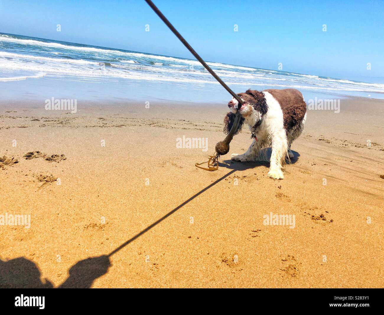 English Springer Spaniel puppy dog playing tug of war with a long vine of Pacific bull kelp at a golden sand beach in California under sunny skies in Summer Stock Photo