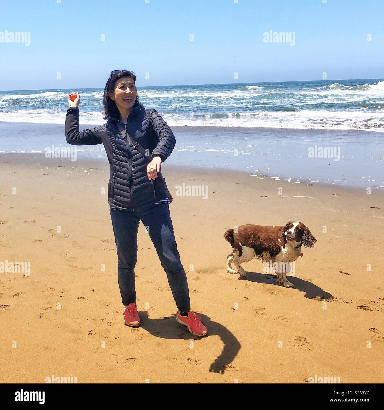 Young Asian woman playing ball with English Springer Spaniel puppy dog on a golden sand beach under azure blue skies in California - Smartphone Captured Stock Image