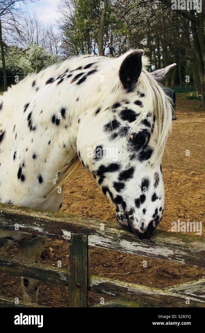 Rescued white horse with black spots Stock Photo