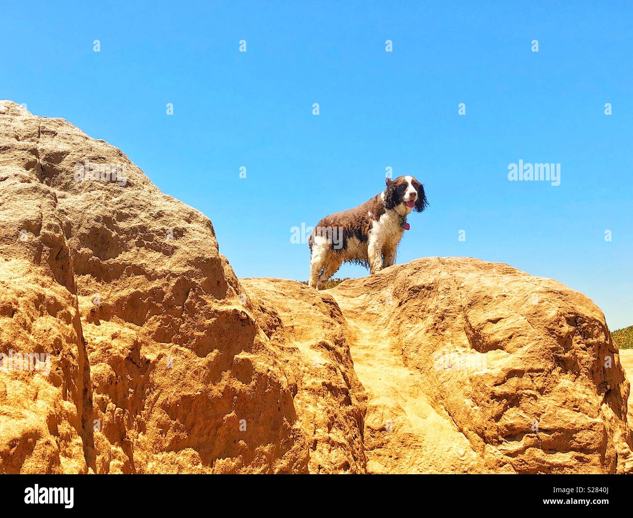 Call of the wild moment for this English Springer Spaniel on top of the world, looking down toward the camera from this sandy California coastal cliff - Smartphone Captured Stock Image