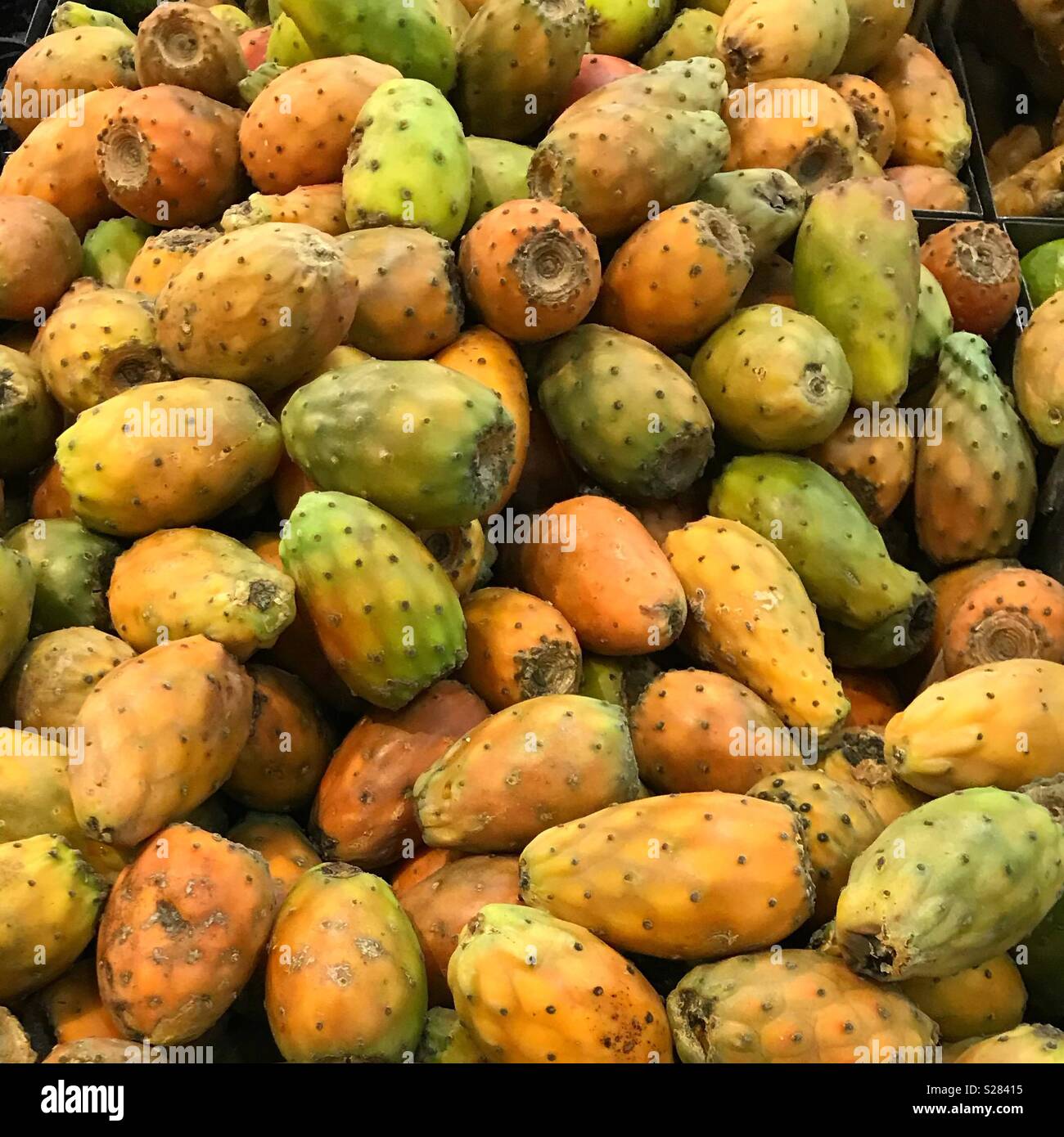 “Tuna” fresh fruit in Ecuador Stock Photo Alamy