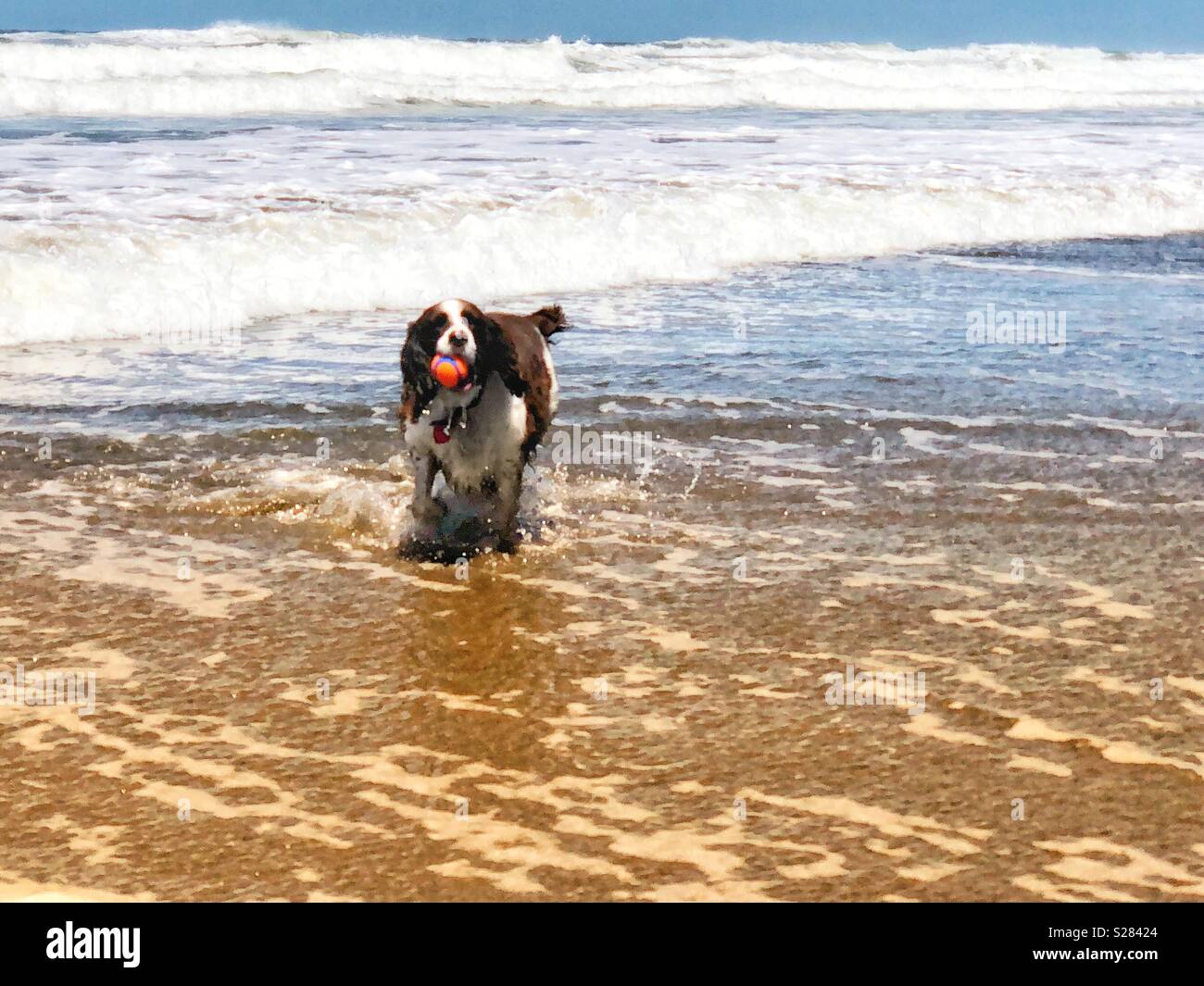 Defiantly standing her turf in the surf, English Springer Spaniel puppy dog proudly grips her ball in the ocean waves at a golden sandy Northern California beach - Smartphone Captured Stock Image